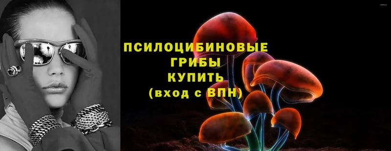 где купить наркоту  ссылка на мегу маркетплейс  Галлюциногенные грибы Psilocybine cubensis  Мглин 